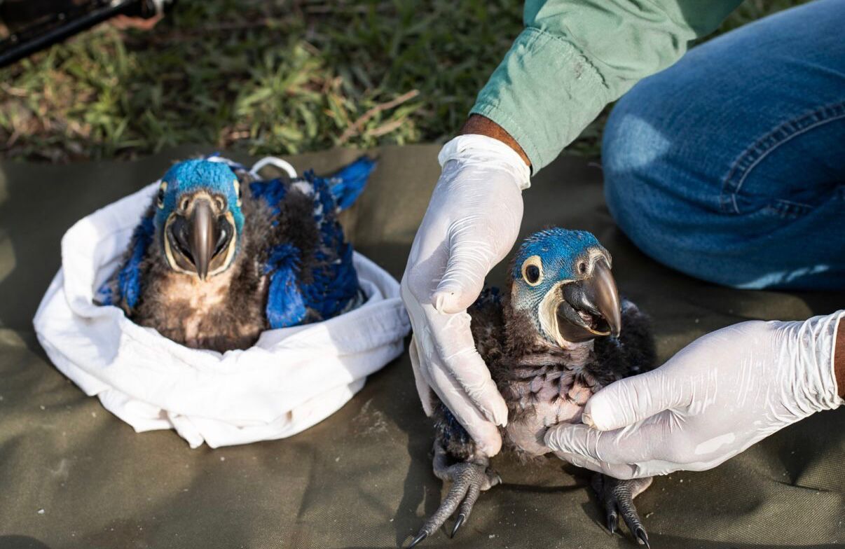 Hyasintaraer får helsesjekk av forskere