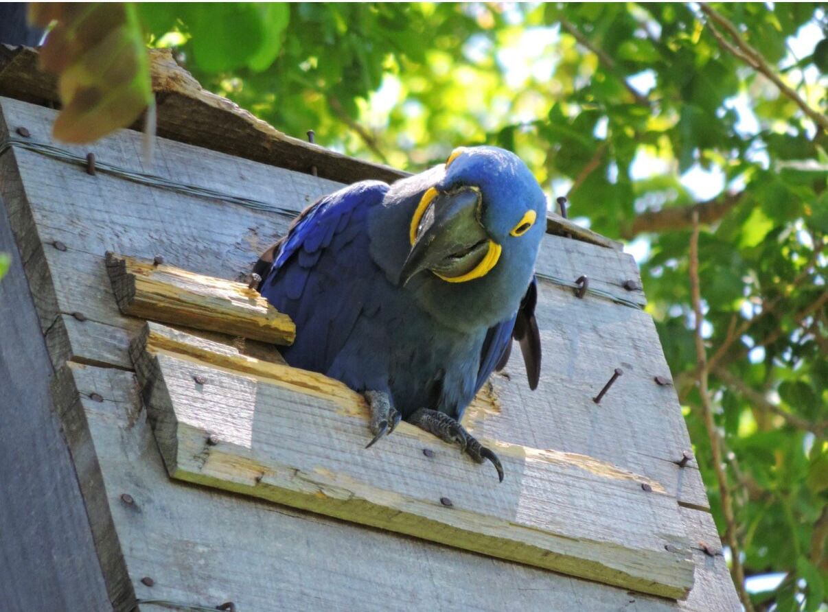 Hyasintara som titter ut av reiret