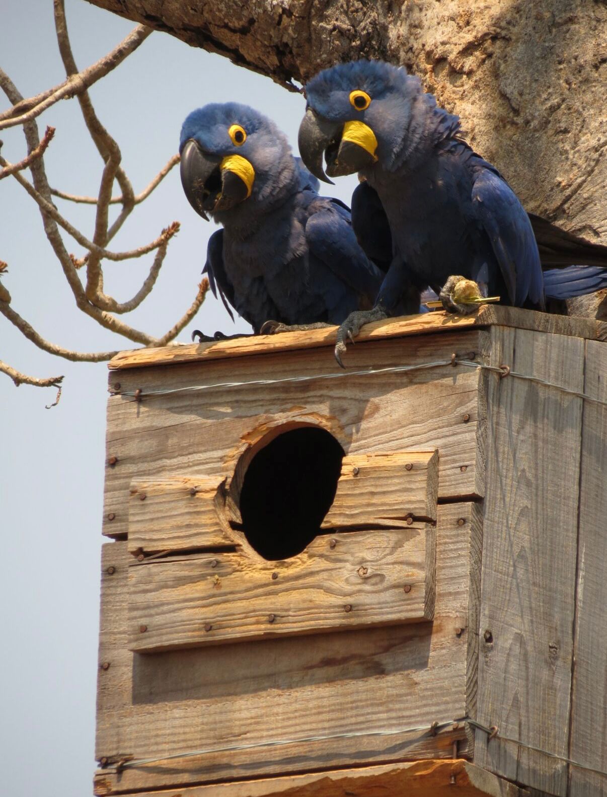 To hyasintaraer på reiret